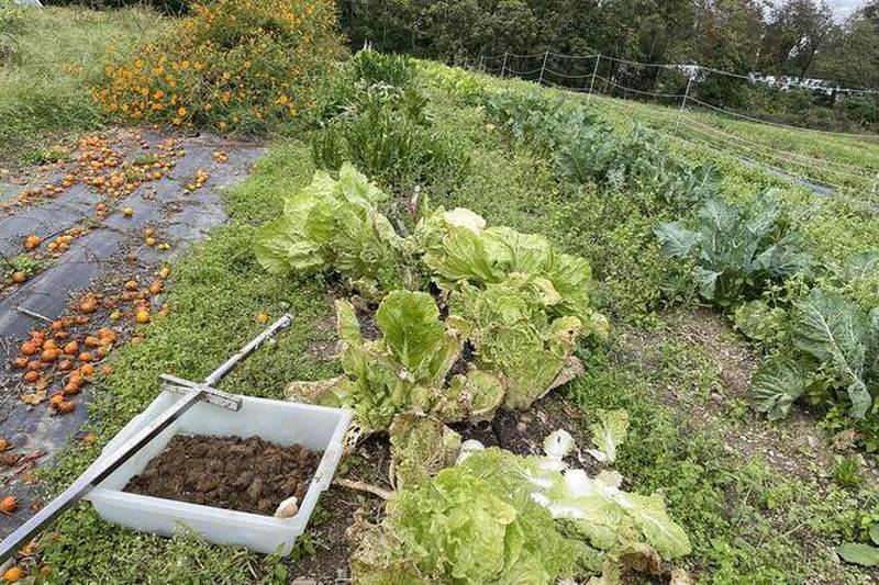 Soil microbiome sample at an organic vegetable farm in New York state.