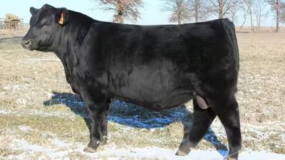 Start selecting your 2026 performance tested bulls