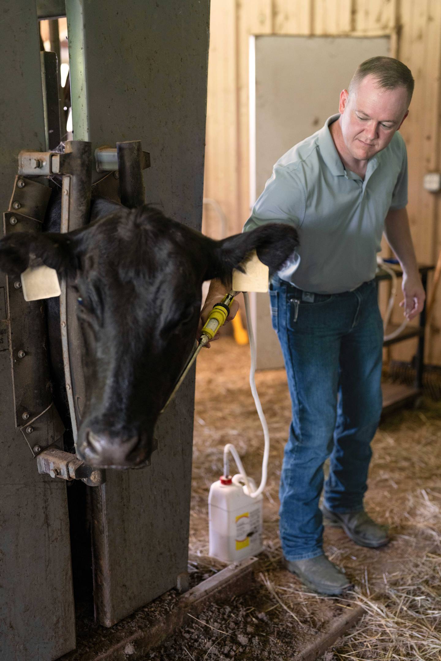 Dr. Tyler Thomas applies an oral drench dewormer to a cow.
