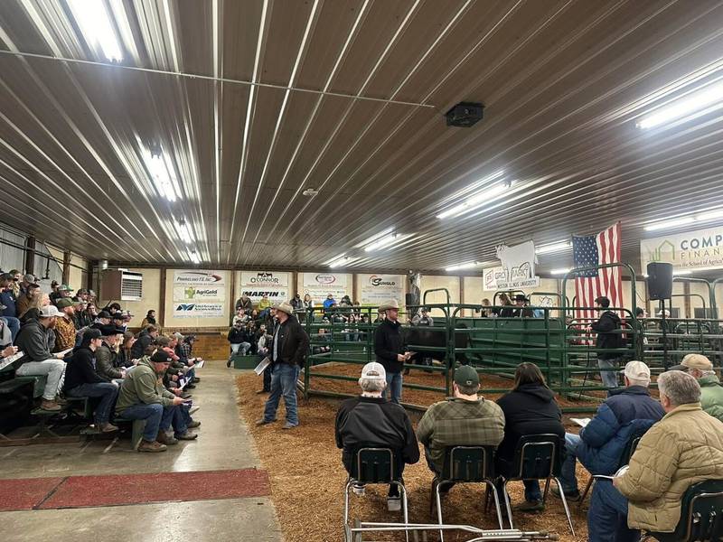 This was the first year that Western Illinois University-bred heifers and cows were sold at the annual Bull Test Sale.
