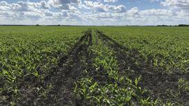 Planter compaction yield penalties