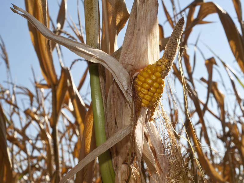 USDA lowers corn, soybean yield forecasts