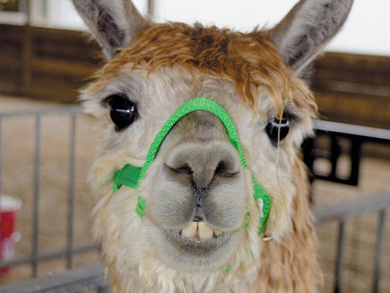 Alpaca fur sweater sales