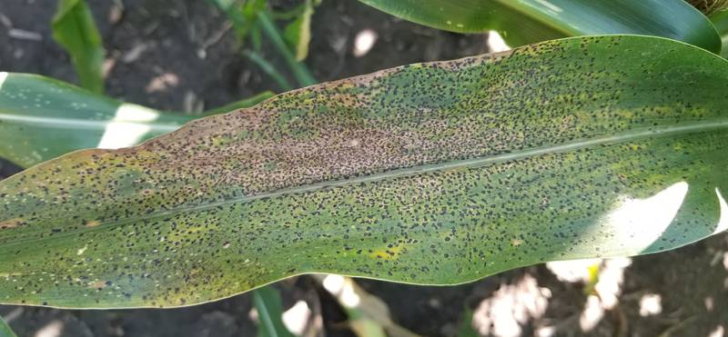 Initial symptoms of tar spot are brownish lesions on the leaves of afflicted corn plants. Black, spore-producing spots appear later, making the leaf feel rough or bumpy.