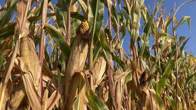 Indiana crop progress for week ending Sept. 7