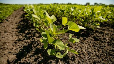 Timing matters: Early planting benefits soybean in unfertilized, low-fertility fields