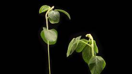 Research confirms novel soybean yield-protection mechanism for 2025