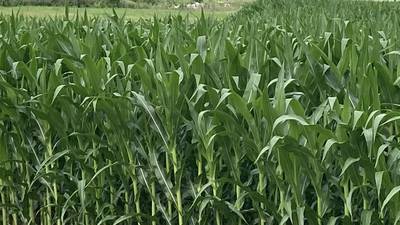 Illinois crop progress for week ending July 6