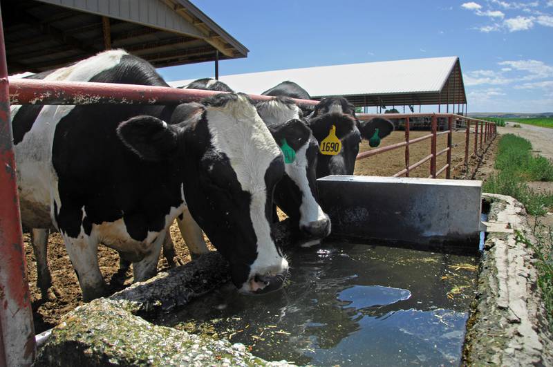 An important biosecurity measure is to wash hands and sanitize regularly before and after contact with animals, milk and milking equipment.