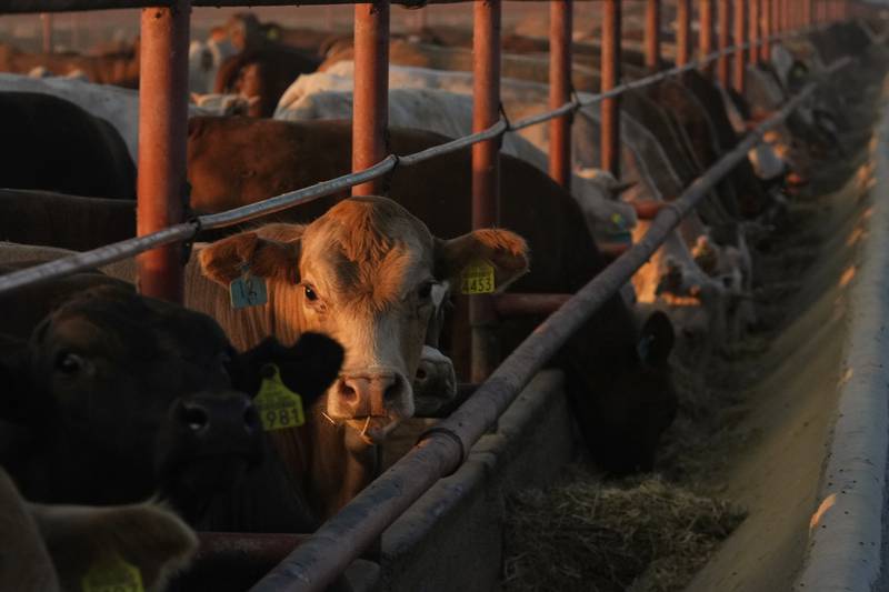 The Mexican cattle industry has been hit hard by New World screwworm fly larvae infestations, and the United States has closed the border since July to imports of cattle, bison and horses.