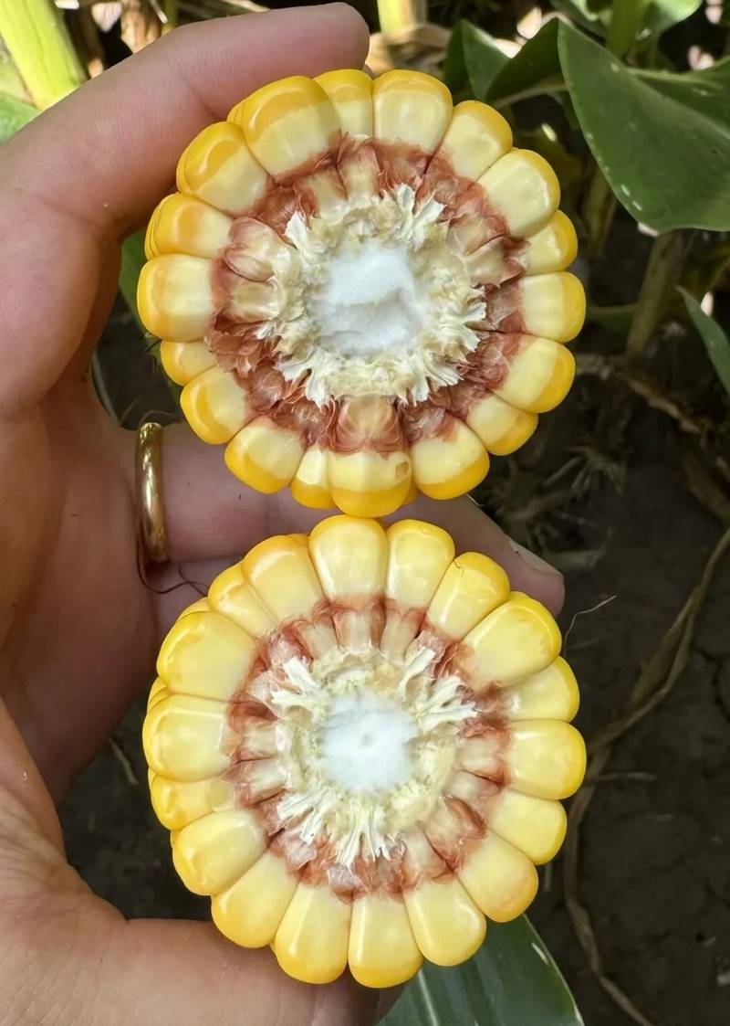 Crown rot can limit ear size, as demonstrated by this infected (top) versus healthy ear comparison.