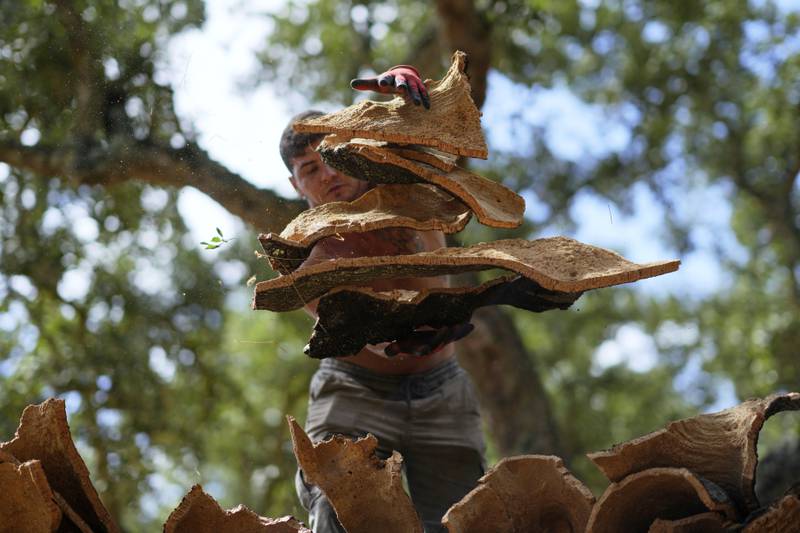 A worker atop a flatbed trailer catches slabs of bark thrown to him and recently peeled off a cork tree, in Rio Frio, Portugal.