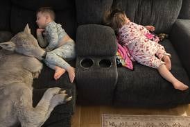 Newborn calf struggling in deep freeze brought indoors to curl up on couch