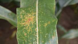 Fungicide management advancing to meet tar spot, Southern rust head on
