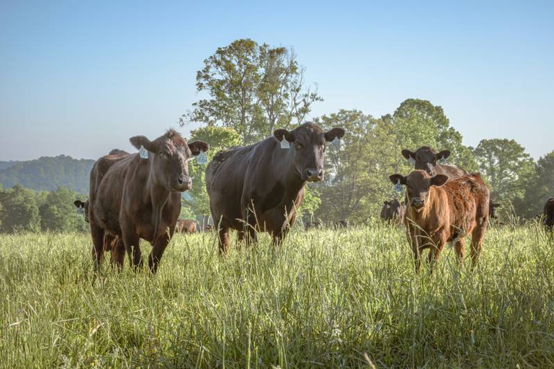 Preventing PI calves starts with strong biosecurity and smart vaccination.