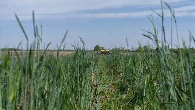 Indiana dicamba update for 2026