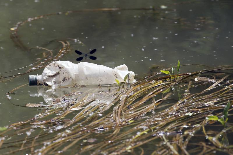 A dragonfly flies over a plastic bottle near the bank of a river.