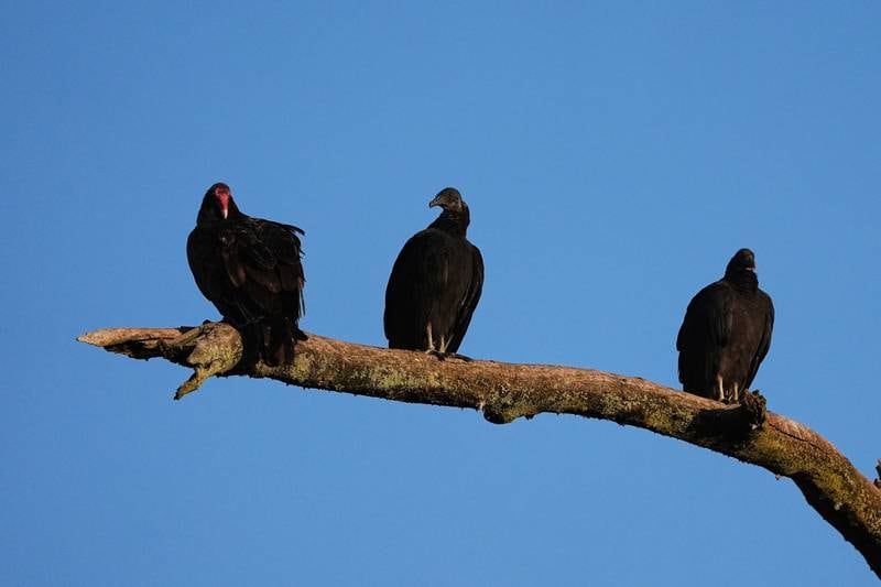 A pair of black vultures roost next to a turkey vulture (left). Like the more common turkey vulture, the black vulture feeds off dead animals, but unlike the turkey vulture, it also attacks live animals. Cattle producers have reported that newborn calves are particularly vulnerable to fatal attacks.
