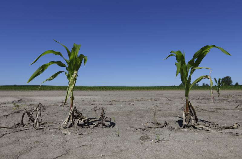 Corn damaged by rains that repeatedly submerged fields.