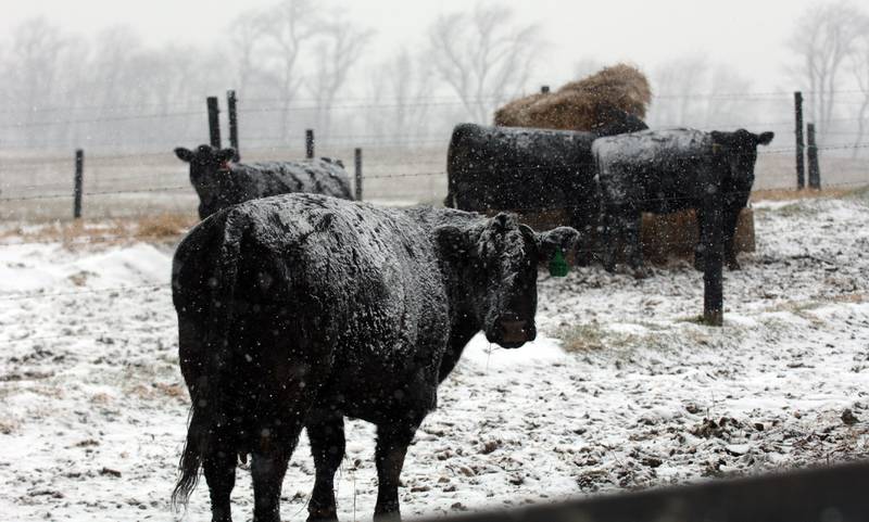 Cows brace for winter weather at a farm west of La Porte in northwest Indiana.