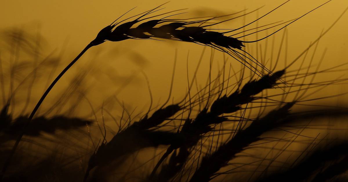 Slight decline in winter wheat acres