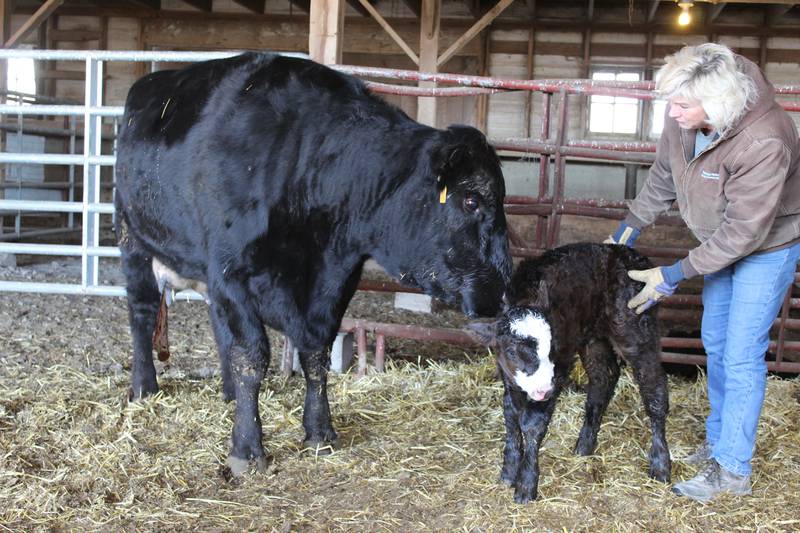Annette Rahn checks on the cow and calf that was born earlier in the day on the family’s Carroll County farm. The Sim/Angus herd is part of the centennial operation that includes corn, soybean and wheat acres, as well as hay production and cattle feedlots.