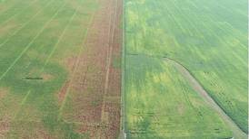 Understanding edge effect on cornfields