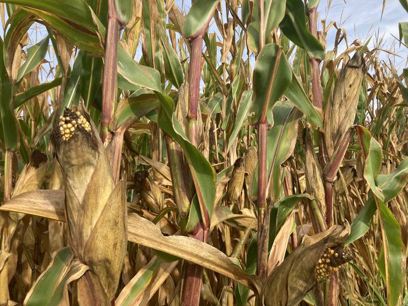 Indiana crop progress for Sept. 26, 2025.