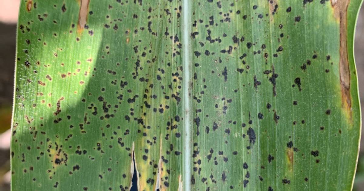 Tar spot followed heavy rain patterns AgriNews