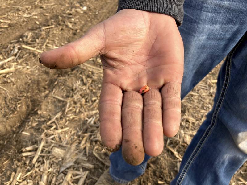 Corn, soybean demand outlook mixed pies