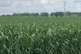 Indiana crop progress for week ending July 6