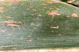 Tar spot a rising concern for growers