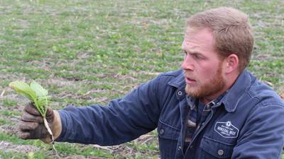 From the Fields: Cover crops may help increase soil moisture