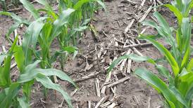 Maximum return: Calculator determines best nitrogen rates