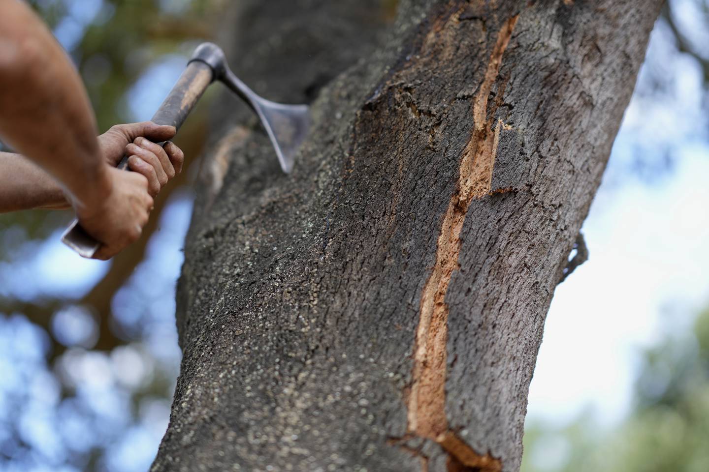 A worker uses a steel axe to gently pierce the bark of a cork tree so it can be peeled off, in Rio Frio, Portugal.