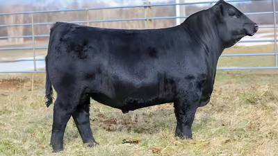 Bid on trusted genetics to strengthen cattle herds at Illinois Performance Tested Bull Sale