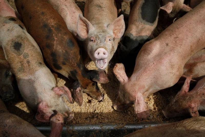 Pigs eat from a trough at the Las Vegas Livestock pig farm. On Sept. 8, a coalition of civil society groups filed a lawsuit seeking to force the Environmental Protection Agency to strengthen its regulation of large livestock operations that release pollutants into waterways.