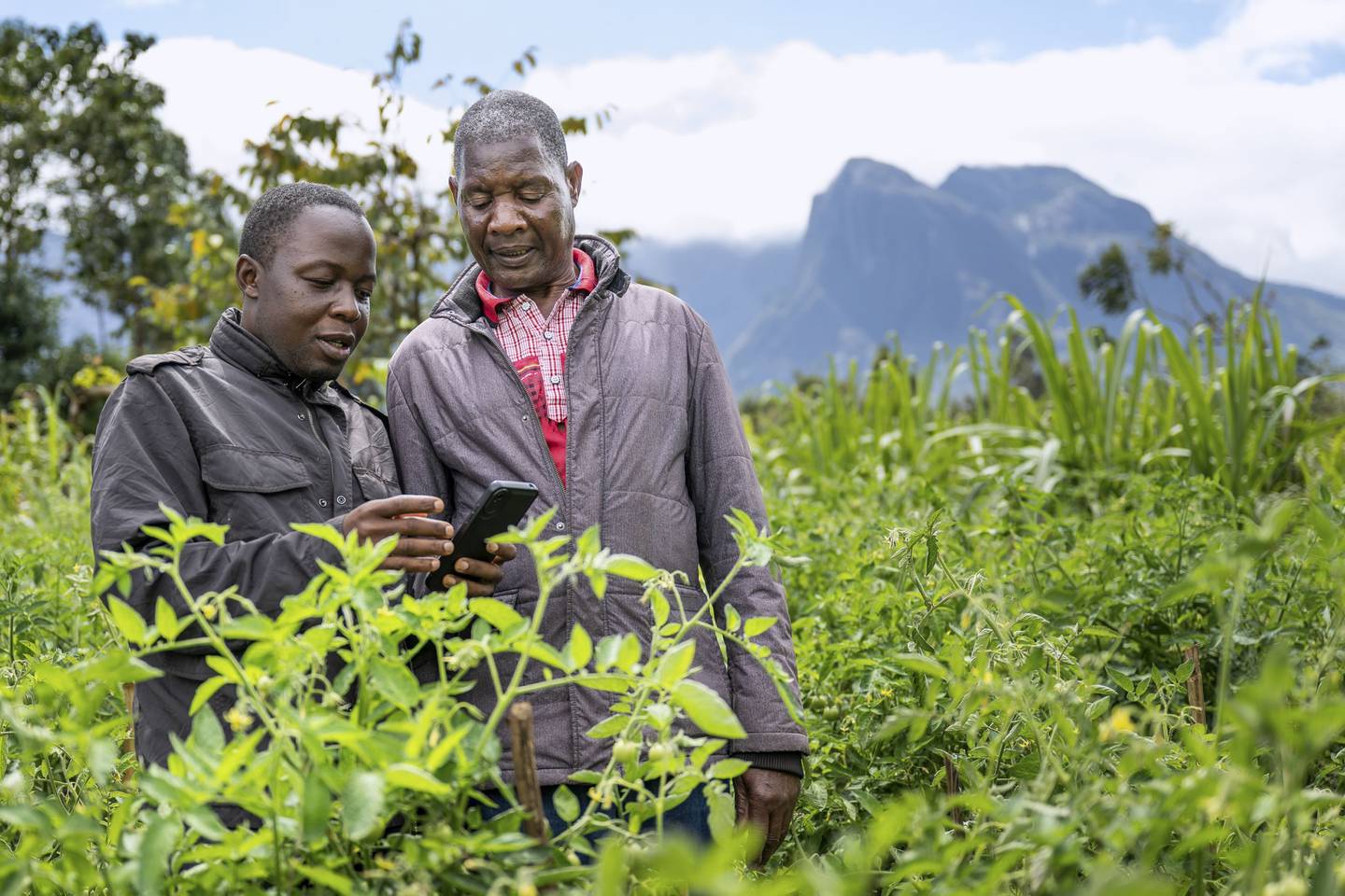 Alex Maere (right) uses the Ulangizi AI chatbot with a fellow farmer in Mulanje in southern Malawi.