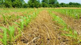 Multiple cover crop varieties advance soil health