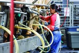 What every dairy should know before starting a rotary parlor