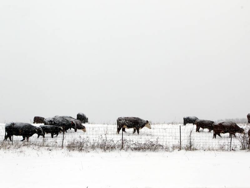 Reducing pasture damage during winter feeding