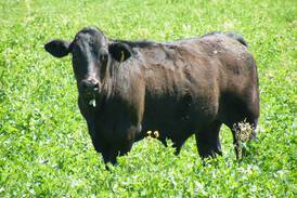 Winter forage impacts soil erosion, organic matter, compaction
