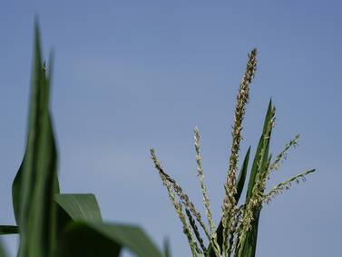 Five tips for increasing ROI on fungicide applications this season