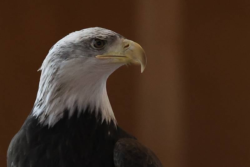 Victor E., a rescued Bald Eagle, from the Hoo’s Woods Raptor Center visits the Four Rivers Environmental Education Center’s annual Eagle Watch program in Channahon.