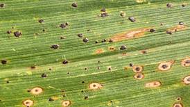 Mitigate this season’s most challenging corn and soybean diseases