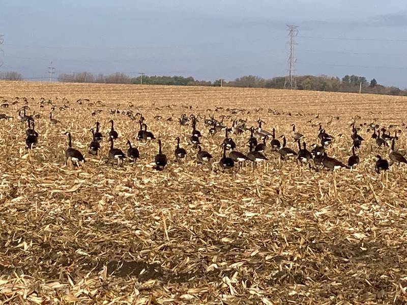 Indiana Crop Progress