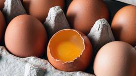 Eggs from chickens fed orange corn on sale at Purdue