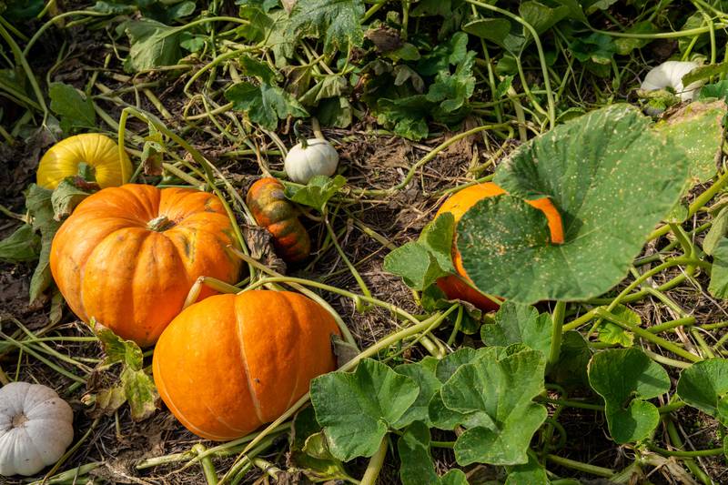 Pumpkins grow at Cornucopia Farm in Scottsburg, Indiana.