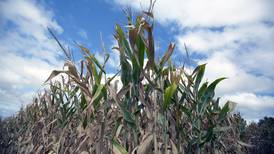 Edge effect on corn a common occurrence