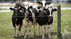 Second type of bird flu detected in U.S. dairy cows